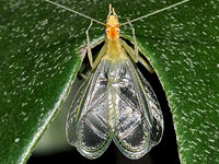 Narrow-winged Tree Cricket, singing male
