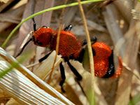 Red Velvet Ant 