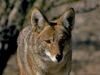 Coyote
