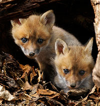 Fox Kits by John White
