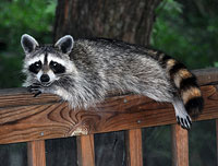 Racoon on the porch
