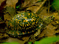 Eastern Box Turtle