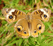 http://app.icontact.com/icp/loadimage.php/mogile/233937/8449d8dc00caf264a76f8751e367f359/image/gif