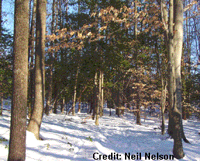 Lake Ridge Park trail
