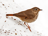 Hermit Thrush