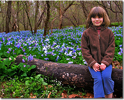 Bluebells at Merrimac Farm