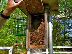 House Sparrow Nest