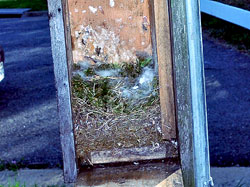 Carolina Chickadee Nest