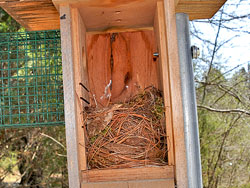 Tufted Titmouse Nest