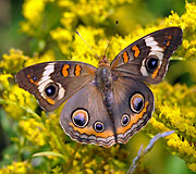 Buckeye on Goldenrod