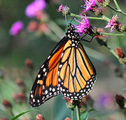 Buckeye on Goldenrod