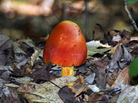 Mushroom