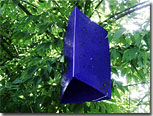 Emerald Ash Borer Trap