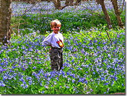 Bluebells at Merrimac Farm