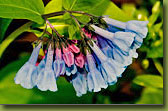 Virginia Bluebells 