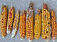 Indian corn