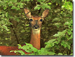 Backyard deer