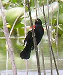 Red-winged Blackbird