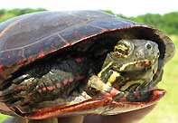 Painted Turtle