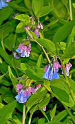 luebells at Merrimac Farm