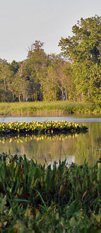 Featherstone Refuge