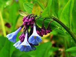 Merrimac Farm Virginia Bluebell Tours