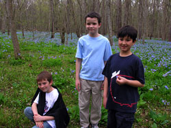 Merrimac Farm Virginia Bluebell Tours