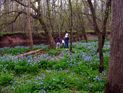 Merrimac Farm Virginia Bluebell Tours