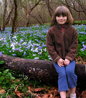 Virginia Bluebells at Merrimac Farm