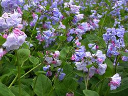 Virginia Bluebells at Merrimac Farm