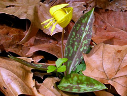 Trout Lily at Merrimac Farm