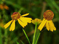 Purple-headed Sneezeweed