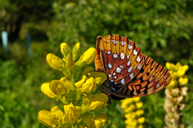 Great Spangled Fritillary