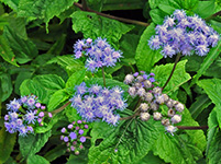 Mistflower