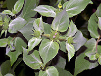 Short-toothed Mountain Mint