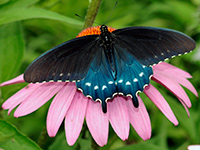 Purple Coneflower