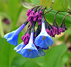 Virginia Bluebells