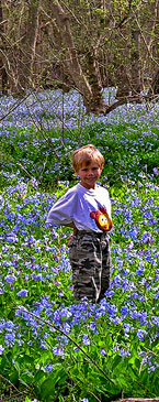 At the Bluebell Festival