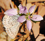 Spring Beauties