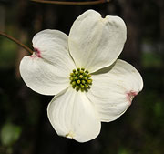 Dogwood