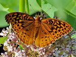 Great Spangled Fritillary on Milkweed