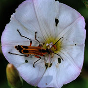 Bugs make the world go round.