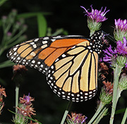 Monarch