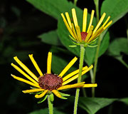 Buckeye on Goldenrod