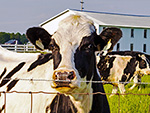 Nokesville farms