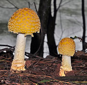 Fly Agaric