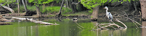 Pond at Merrimac Farm WMA