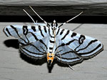 Zebra Conchylodes Moth