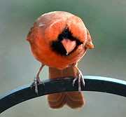 Cardinal