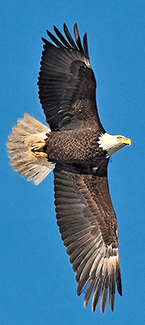 Bald Eagle by Julia Flanagan